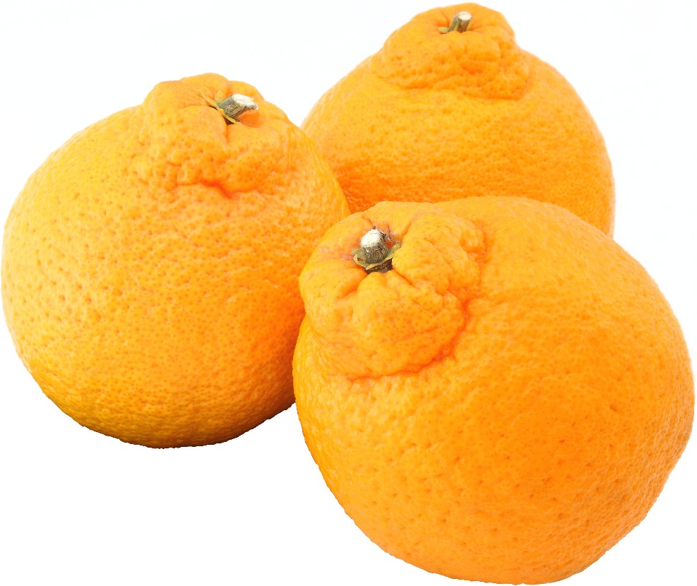Dekopon Mandarins, 3 lbs