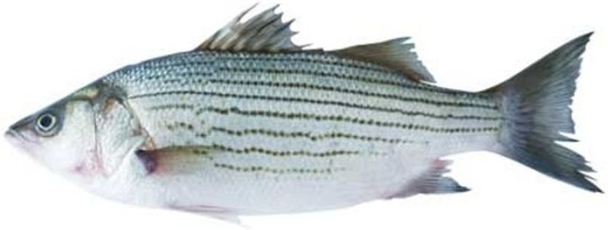 Fresh Hybrid Striped Bass