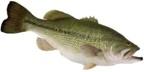 White Bass