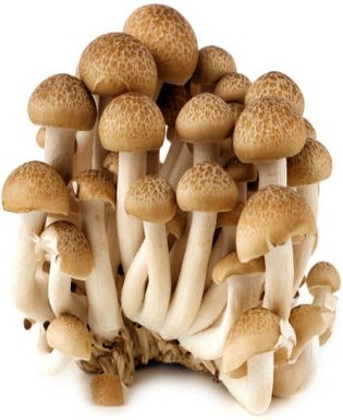 Mushroom Shimeji Brown