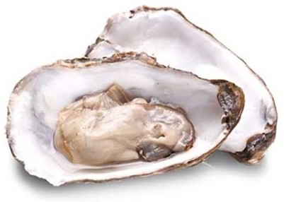 Oyster