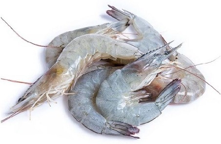 9/12 Wild White Shrimp