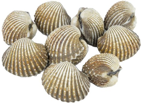 Blood Clam Meat