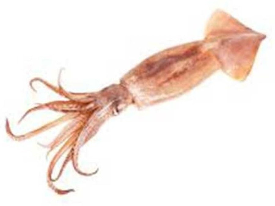 Fresh Squid