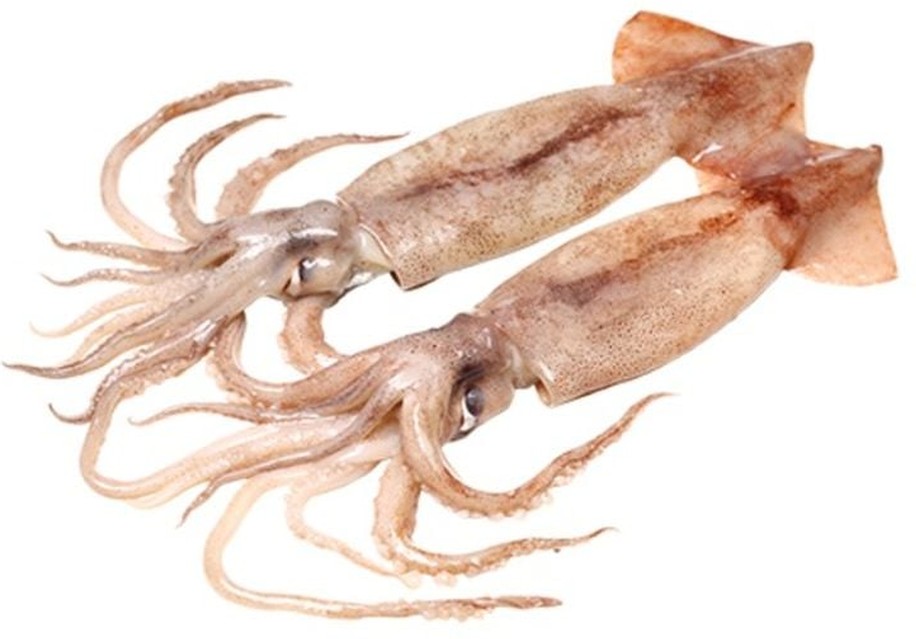 Fresh Squid