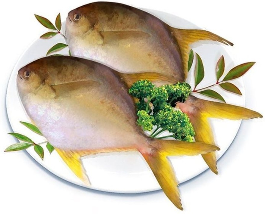 Golden Pompano