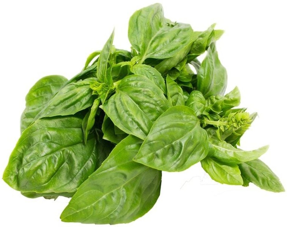 Basil