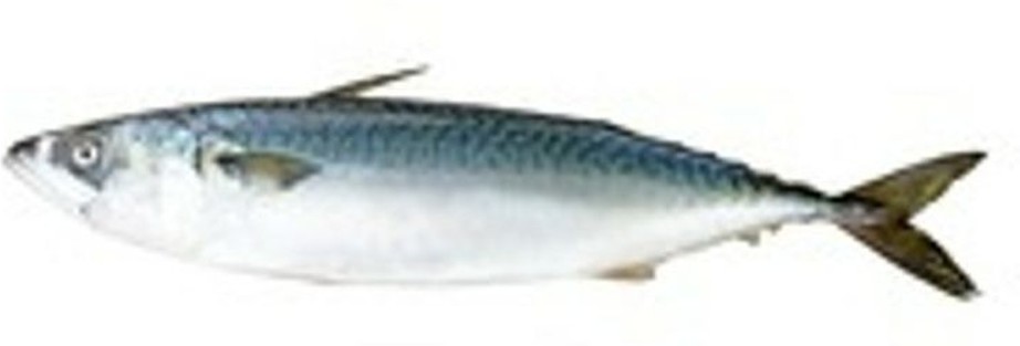 Spanish Mackerel