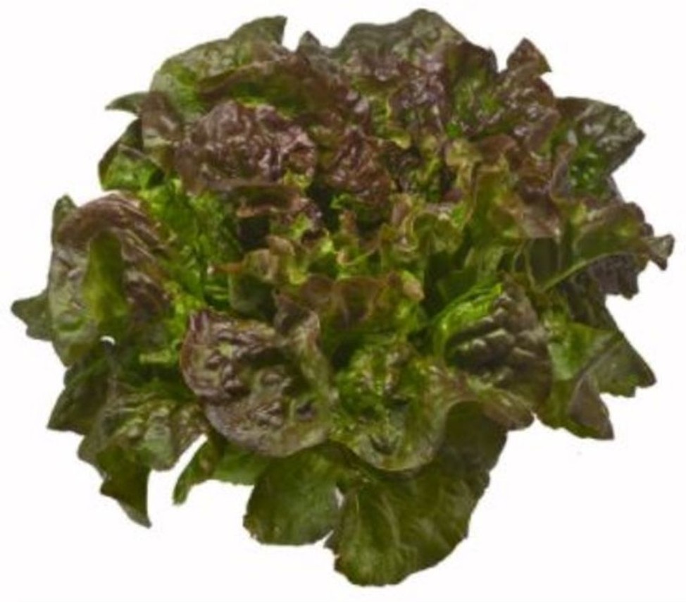 Green Leaf Lettuce - 4 ct