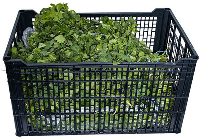 Cilantro- 60 ct - 28 lb