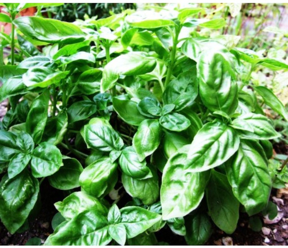 BASIL(FRESH) UNIT 1LB/CS 4CT