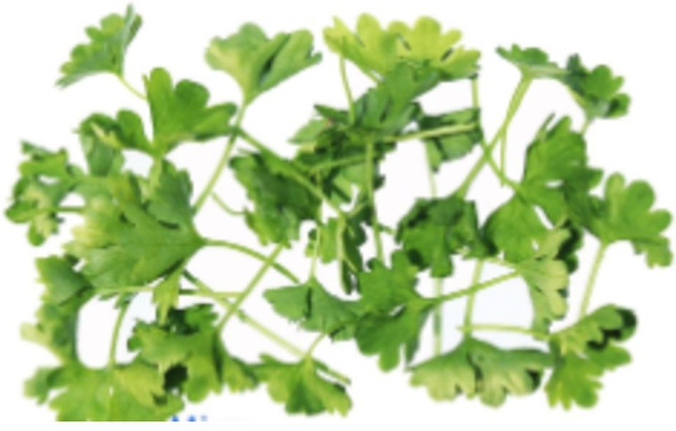 Curly Parsley - 24 Ct
