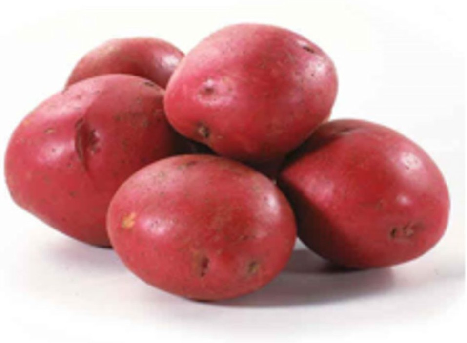 Red A potato - 50 lb bag