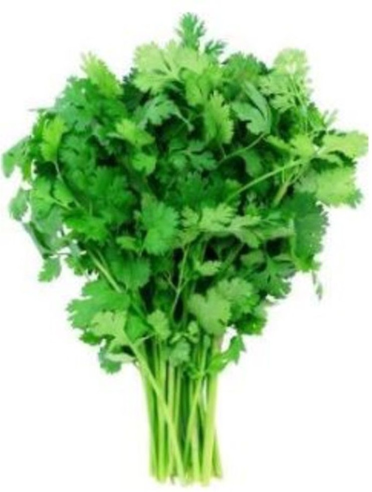 Cilantro - 24 ct