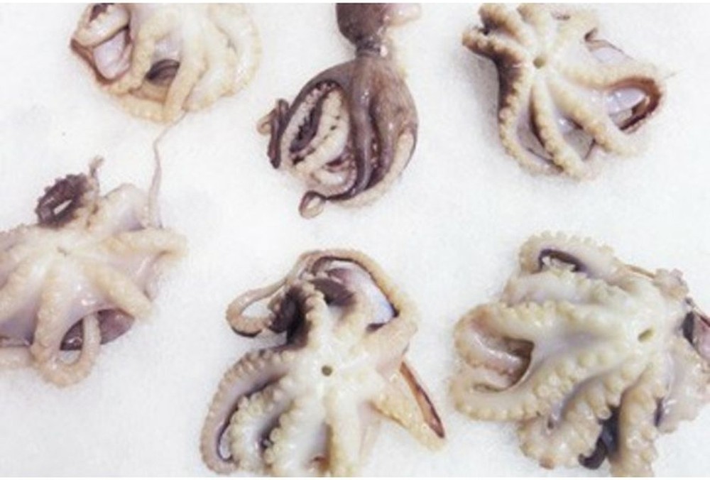 Baby Octopus - 2 Lb Pk