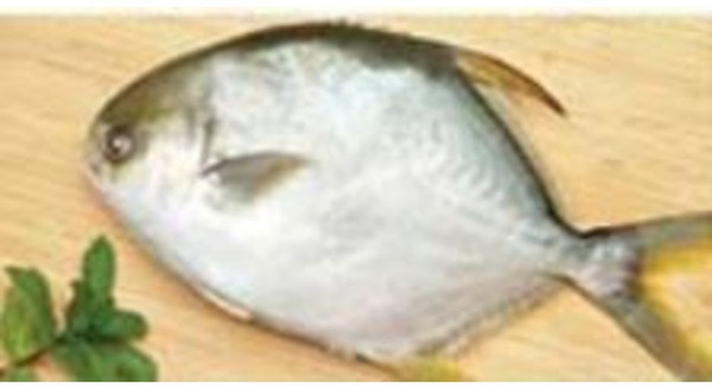 Golden Pompano, 600-800g each - 10 lbs