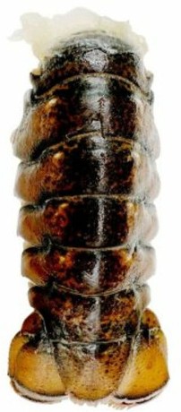 Cold Water Lobster Tails